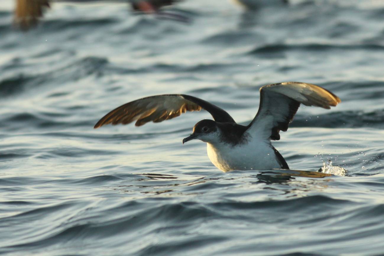 Una pardela pichoneta posándose en el mar.