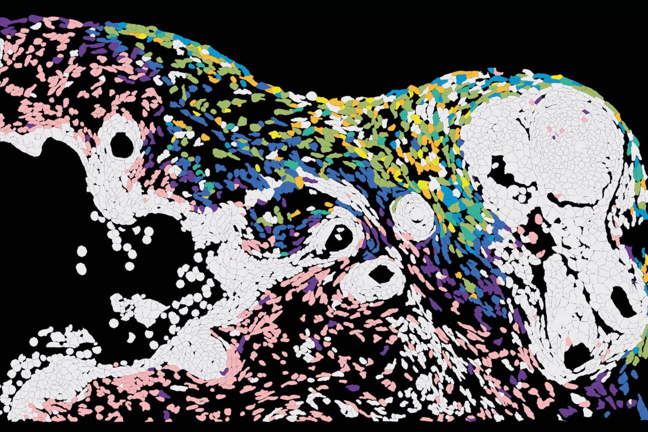 Un estudio cartografía cómo se propaga el virus del herpes en la piel