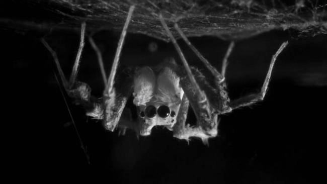 araña