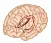 El hipocampo es la región del cerebro responsable, en gran medida, de la formación de la memoria/Neuron