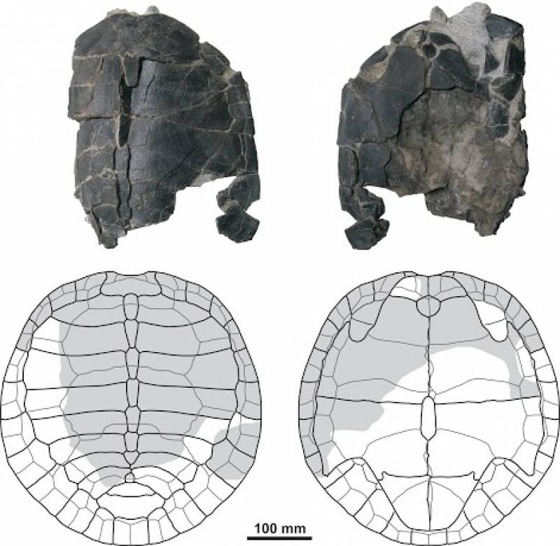 Reconstrucción del caparazón hallado / SHN-GBE UNED.