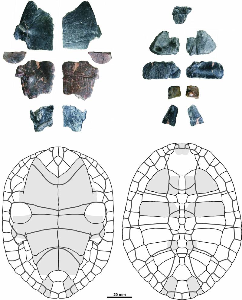 Reconstrucción de los restos del caparazón encontrados / GBE UNED.