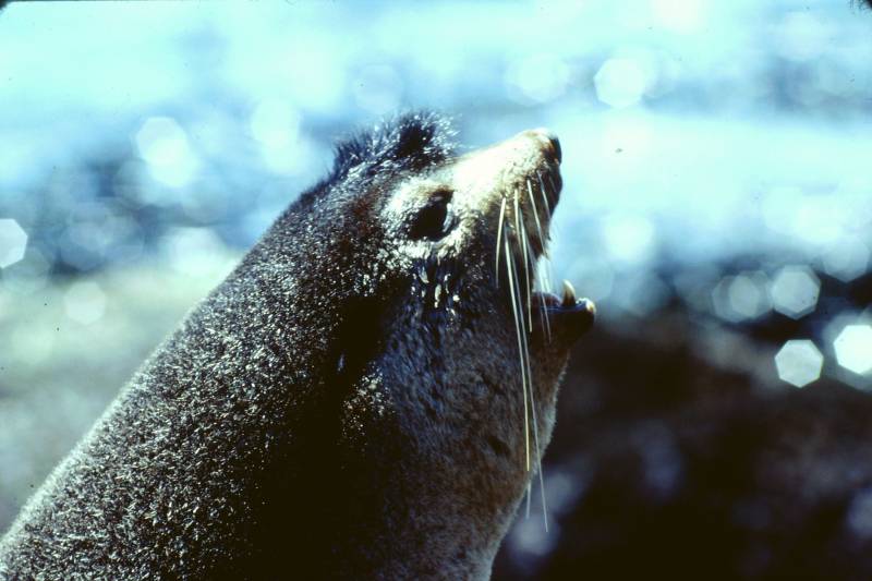 Lobo marino antártico. /Pierre Jouventin