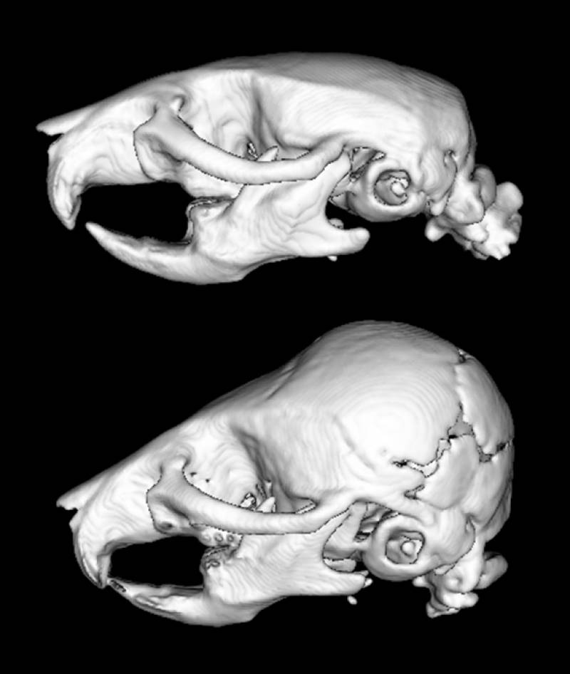 Cráneos de ratones normales. / CNIO