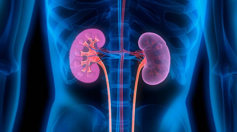 Una alteración en el gen CLDN16 es responsable de una patología minoritaria renal conocida como HFHN. / Fotolia
