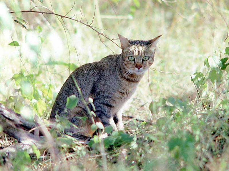 Un gato salvaje