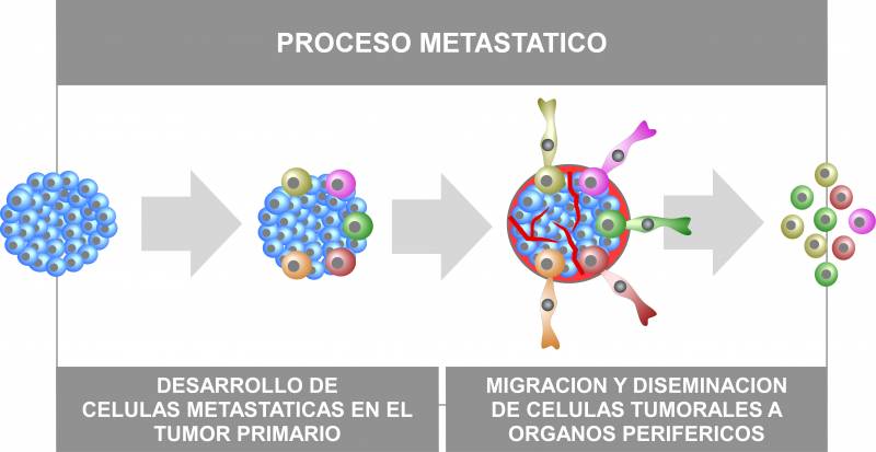 Dibujo esquemático del proceso metastásico. Imagen: CIC