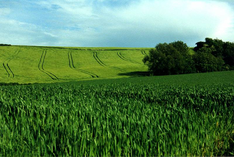 Campo de cultivo. 