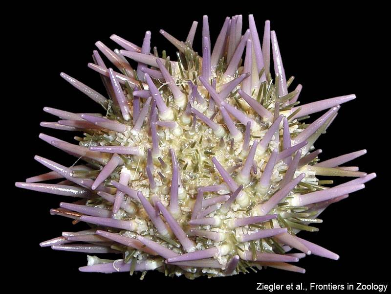 Strongylocentrotus purpuratus