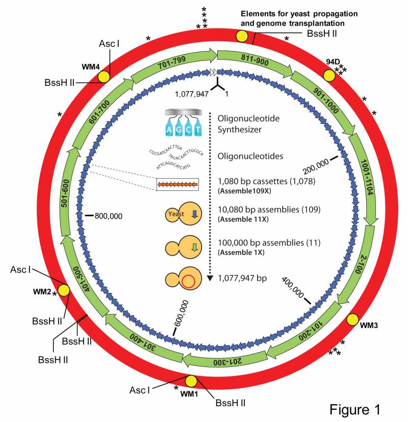 Esquema del ensamblaje del genoma de la Mycoplasma mycoides JCVI-syn1.0