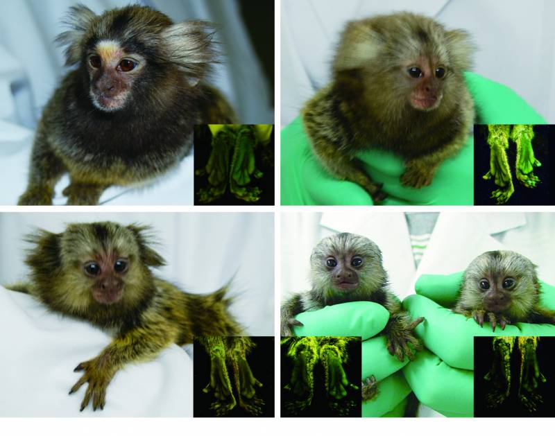 Crean los primeros monos con el gen de la proteína verde fluorescente en su ADN