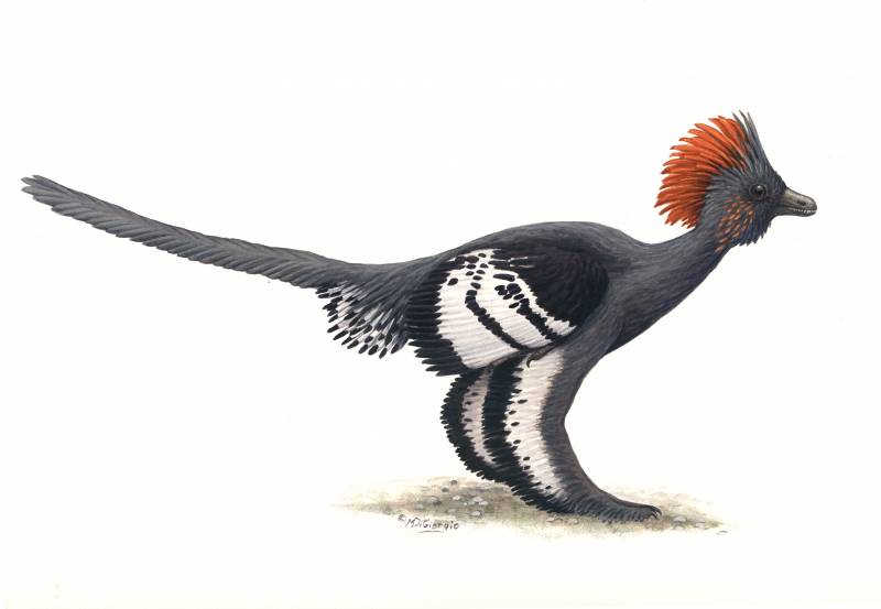 Descubren por primera la coloración completa del plumaje de un dinosaurio