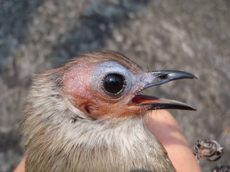 Descubren un extraño pájaro calvo 