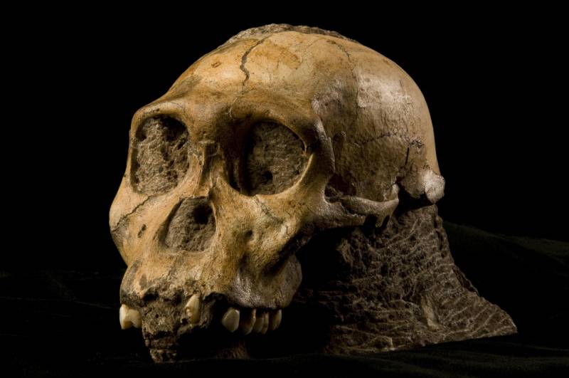 Cráneo de Australopithecus sediba hallado en una cueva de Sudáfrica. 