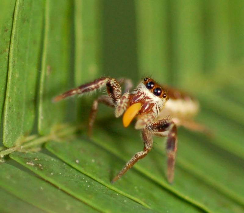 Bagheera kiplingi 