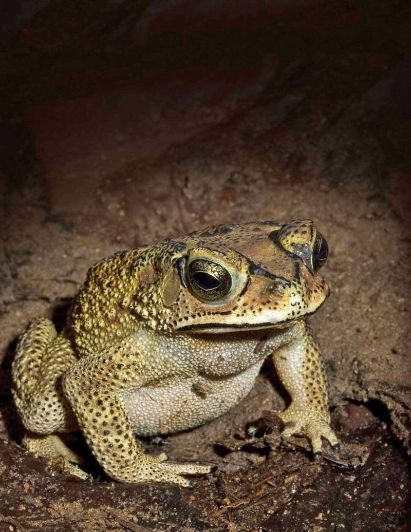 El sapo Duttaphrynus malanosticus tiene un fenotipo de expansión óptimo