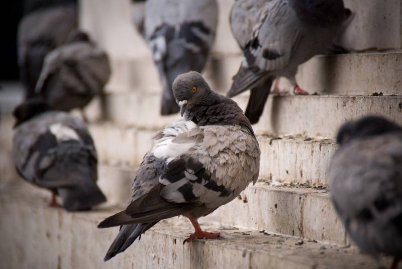 Palomas (Columba livia) en Madrid. 