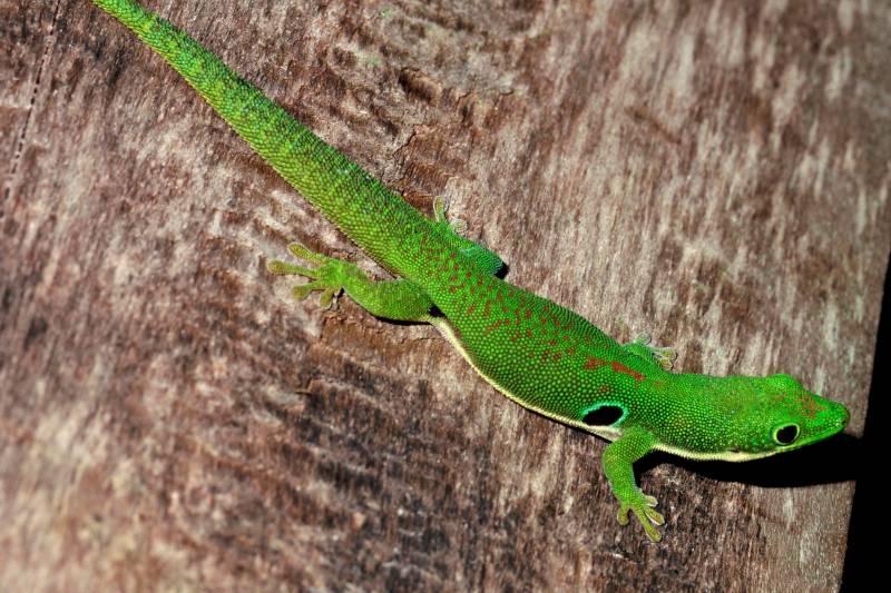 Madagascar es un punto crítico de las extinciones, con un 21%. Los Geckkonidae  (como el Phelsuma quadriocellata) se están extinguiendo.