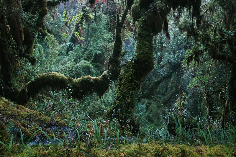Bosque tropical en el sureste de Perú donde se pueden encontrar especies de lagartos. 