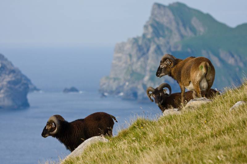 Ovejas Soay (Ovis aries) en el archipiélago escocés de St. Kilda