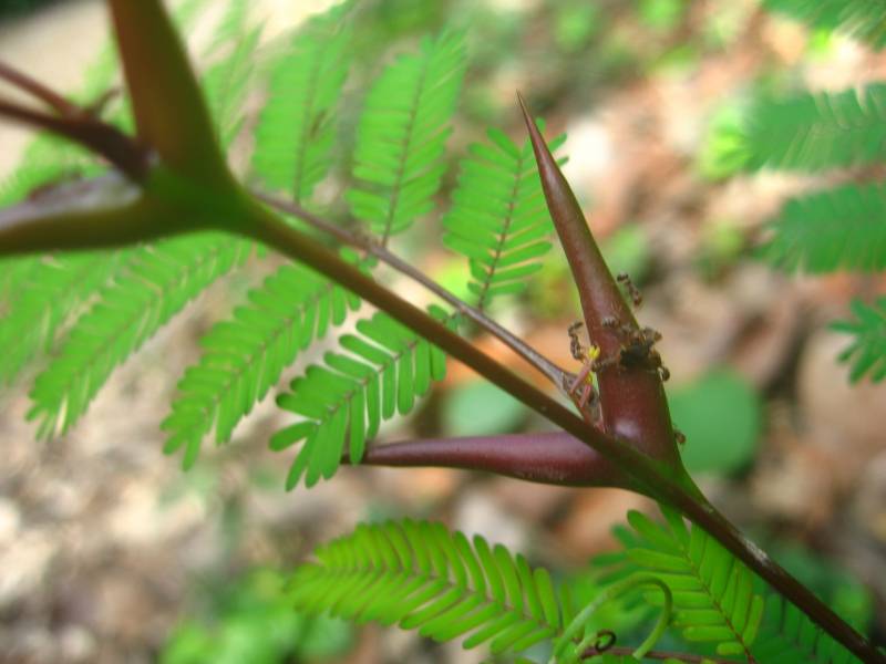 El curioso caso del insecto que se hace pasar por hormiga
