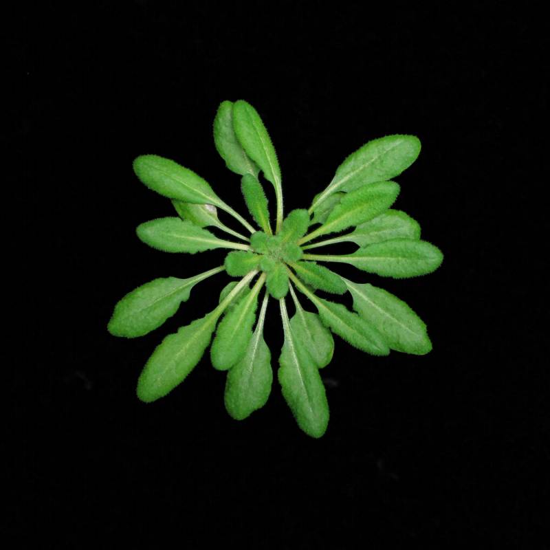 Arabidopsis thaliana