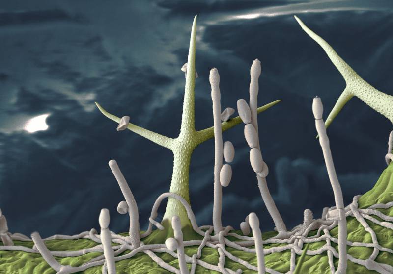 Micrografía electrónica de Arabidopsis thaliana.