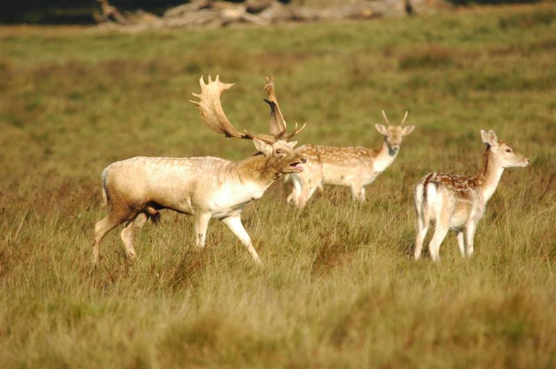 El gamo común se queda ronco cuando busca pareja