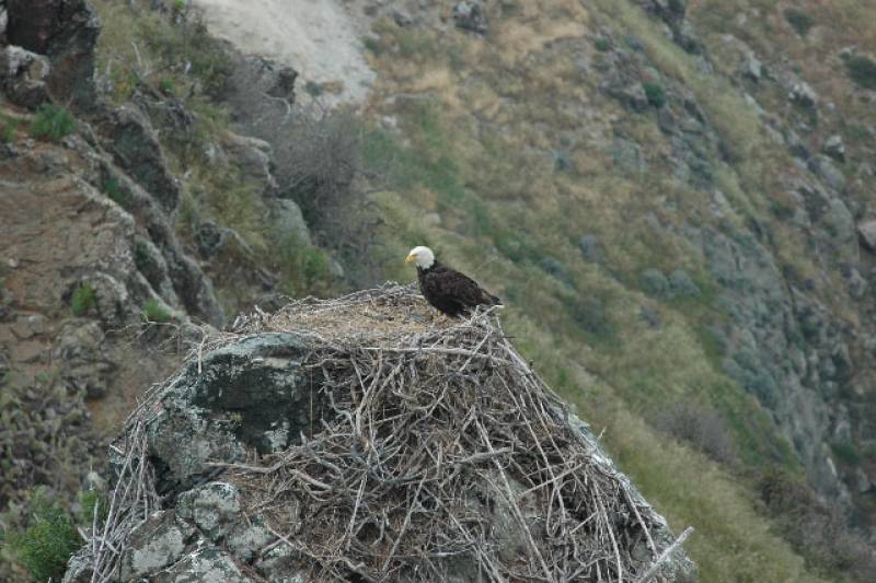 Estudian la dieta del águila calva para mejorar su conservación