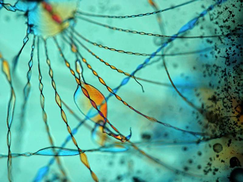 Explican el proceso de formación de minerales que imitan las formas de vida  