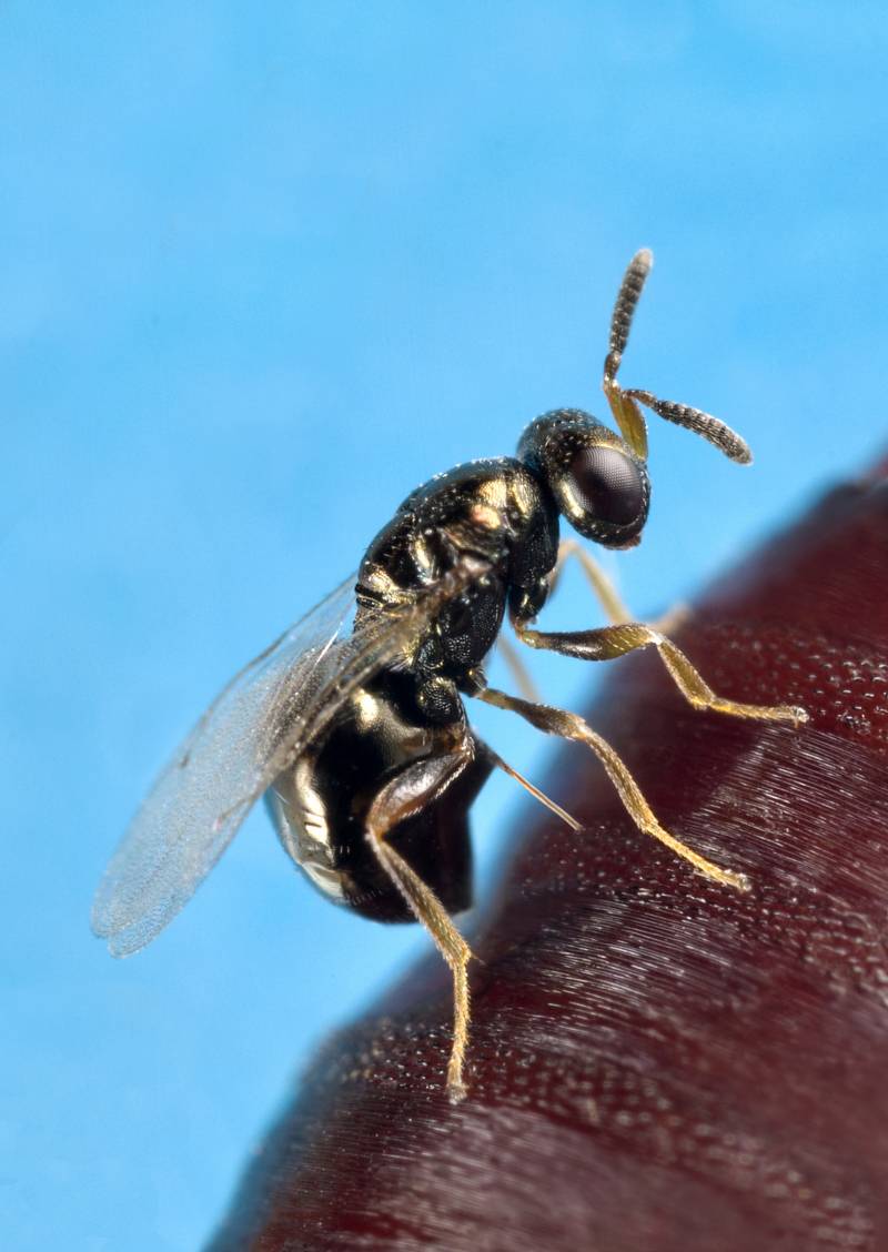 La avispa Nasonia, nuevo modelo de organismo para controlar plagas agrícolas y enfermedades