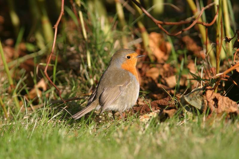 Petirrojo (Erithacus rubecula) en Europa.