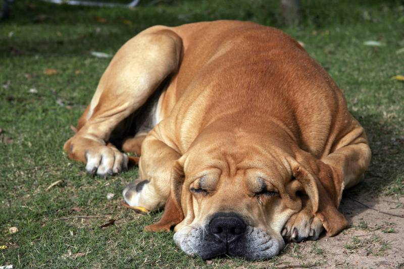 La inteligencia de los perros es equiparable a la de un bebé de dos años