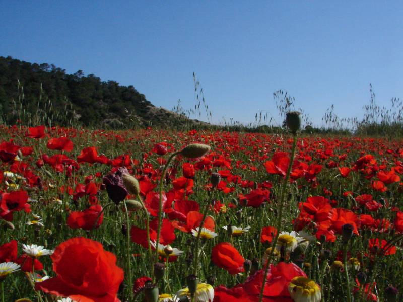 La primavera se adelanta