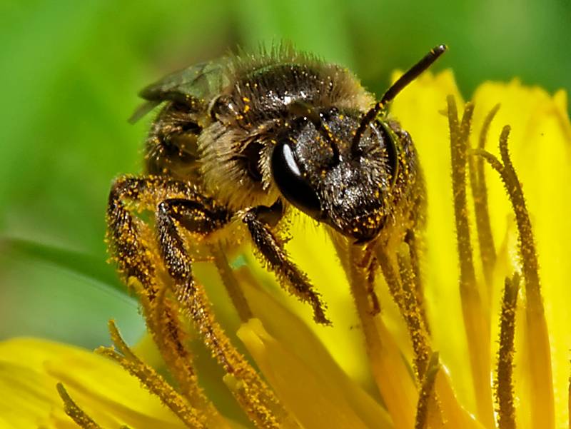 Las abejas reconocen la disposición de los rostros humanos 