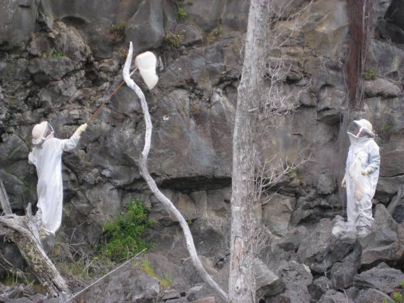 Las avispas invasoras arrasan en Hawai