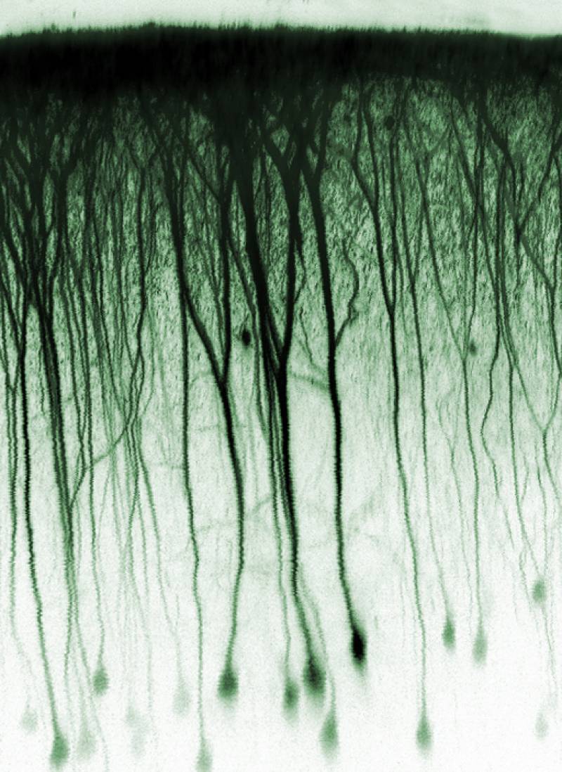 Las neuronas ignoran a sus vecinos
