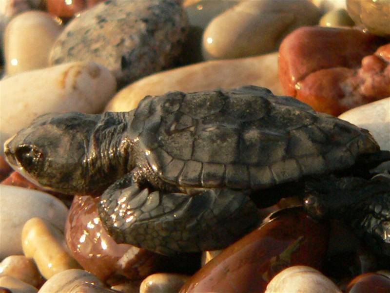 Caretta caretta
