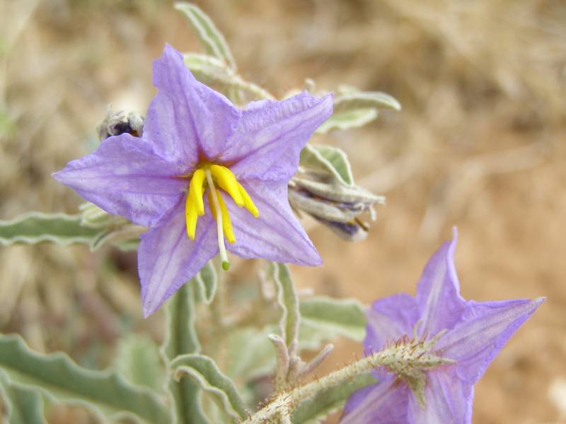 La planta Solanum elaeagnifolium. 