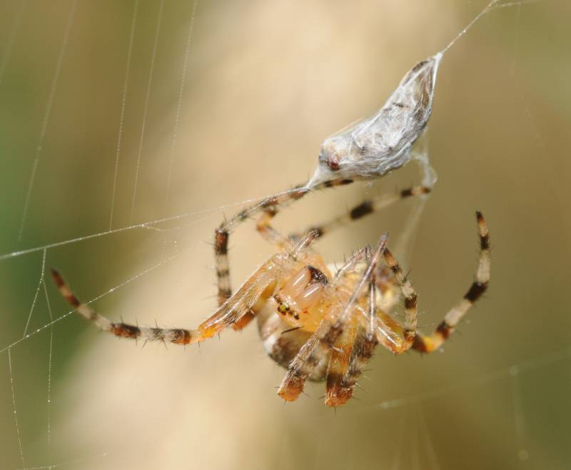 La araña de jardín Araneus diadematus