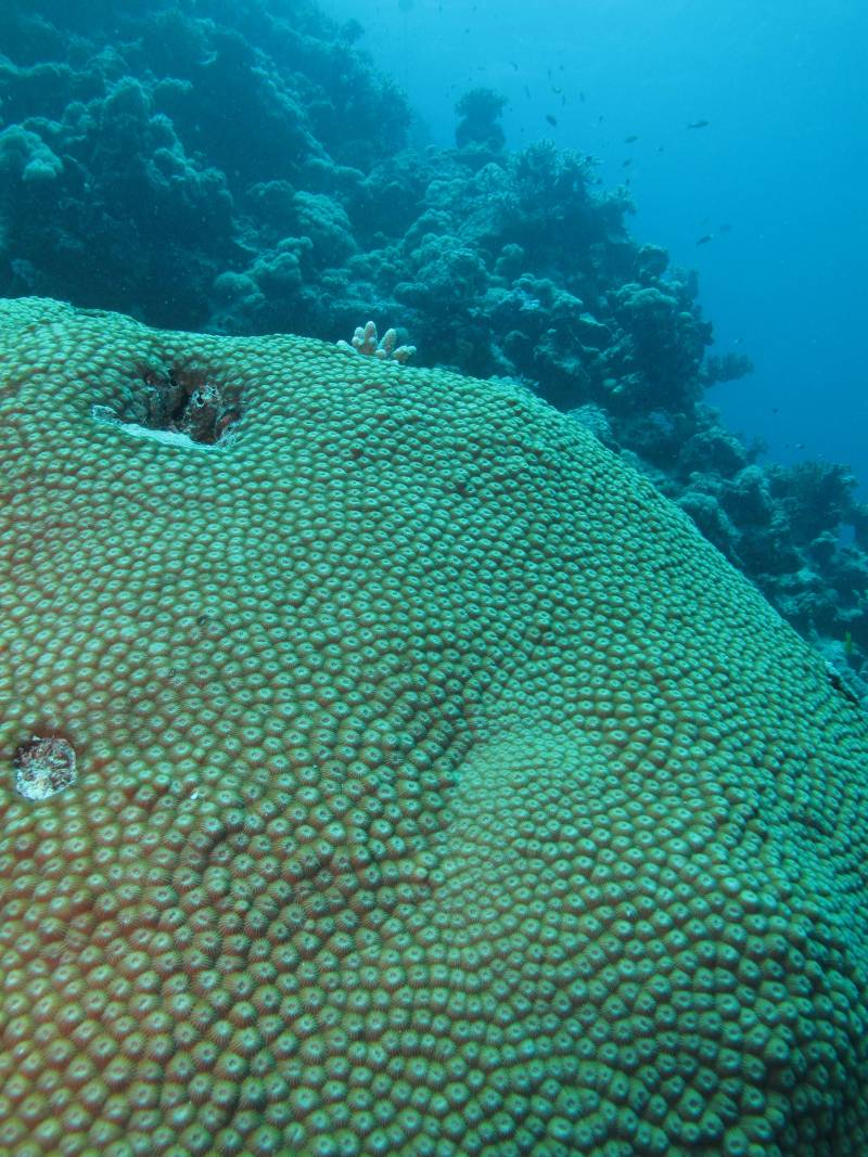 Una colonia de Diploastrea heliopora aparentemente sana en el Mar Rojo. Con el escáner, los investigadores han confirmado que desde 1998 hay un retroceso de estas estructuras debido al calentamiento del agua.