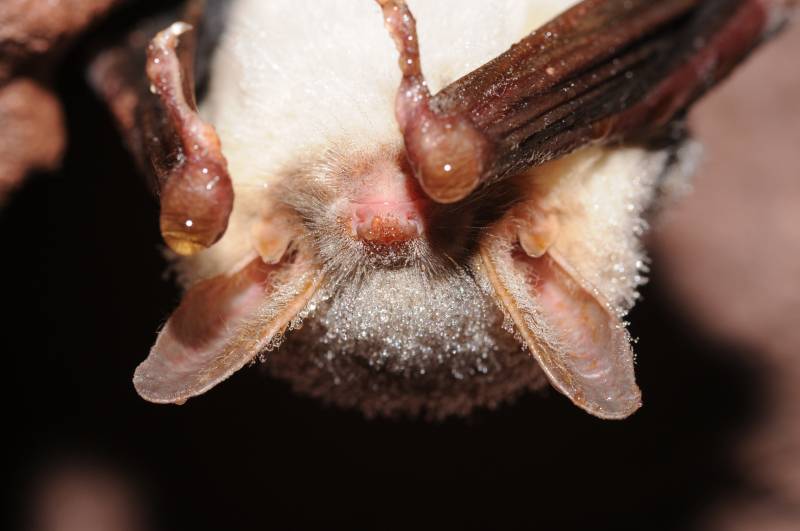 Murciélago ratonero (Myotis myotis).