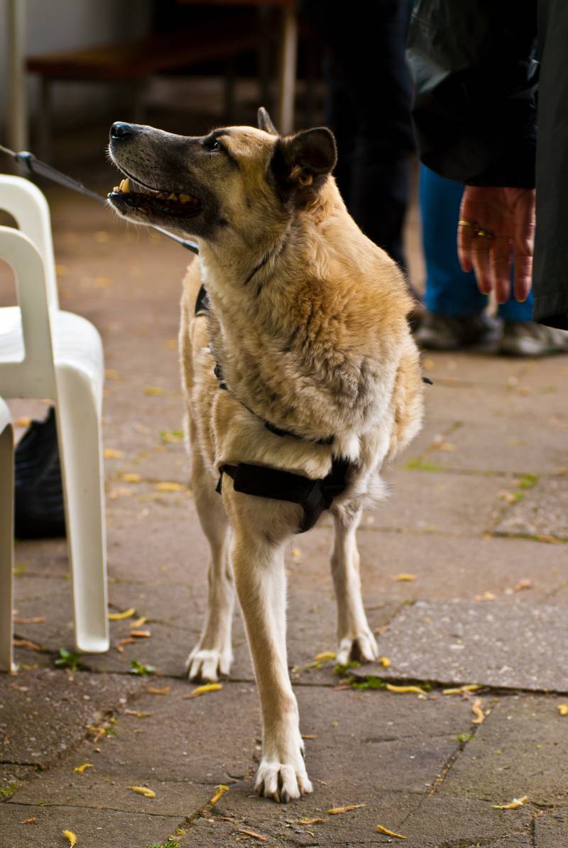 Los perros de tres patas ayudan a la robótica. 