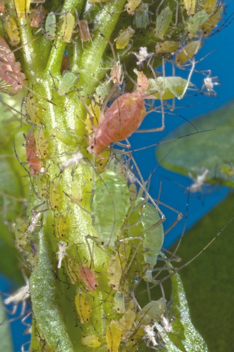 Pulgones de la alfalfa (Acyrthosiphon pisum)