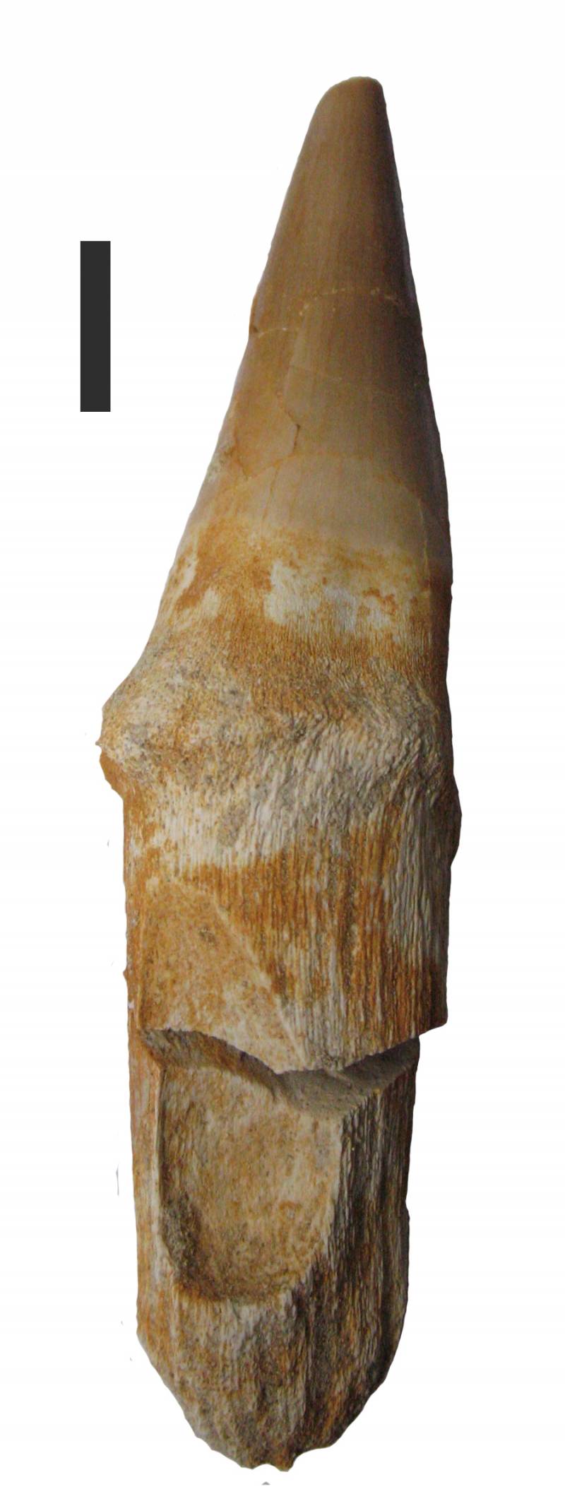 Diente de reptil Prognathodon. 