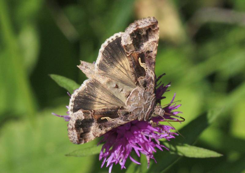 La polilla migrante Autographa gamma.