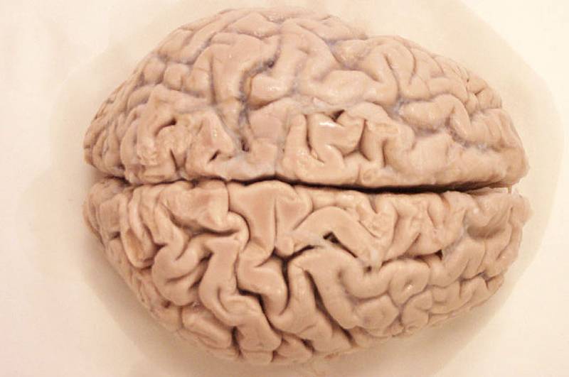 No se puede confiar en un cerebro torturado