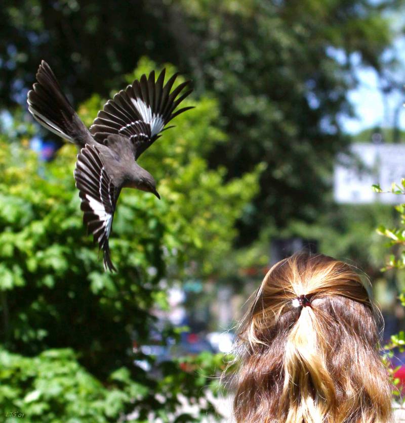 Pájaros que son capaces de reconocer un rostro entre una multitud