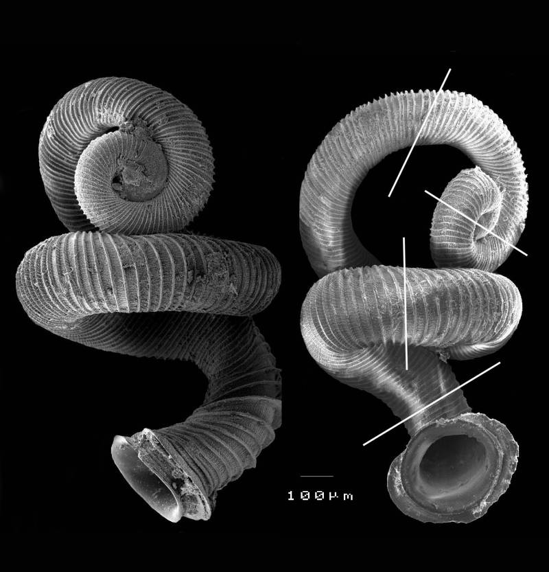 Presentan el Top 10 de las nuevas especies descubiertas en 2008