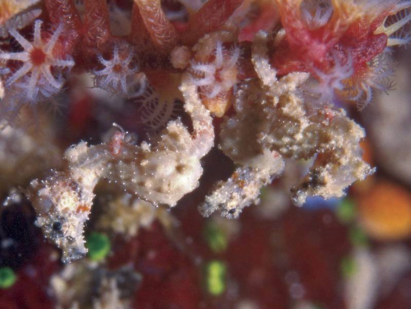 Presentan el Top 10 de las nuevas especies descubiertas en 2008